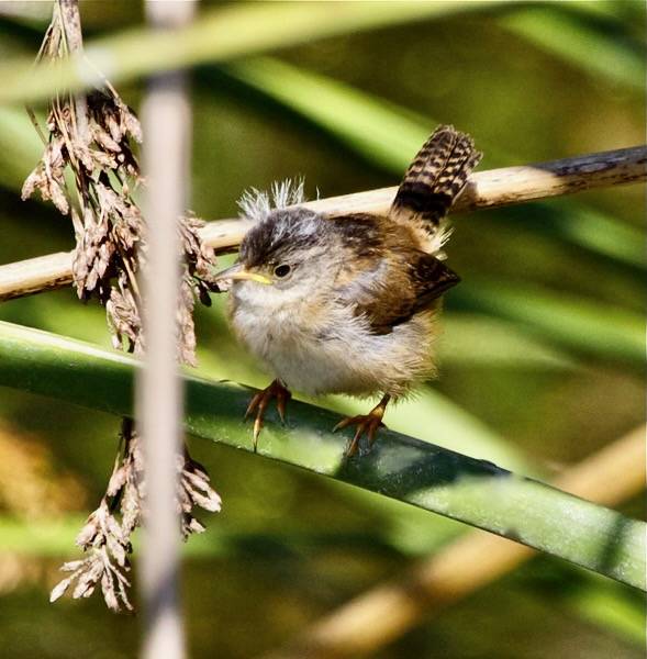 Marsh Wren juv by flythebirdpath > > > is licensed under CC BY-NC 2.0